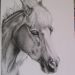 Wimpy II - Valiant Haflinger - Questo ritratto raffigura Wimpy II - Valiant Haflinger. L'opera è stata realizzata su commissione con la tecnica del carboncino.